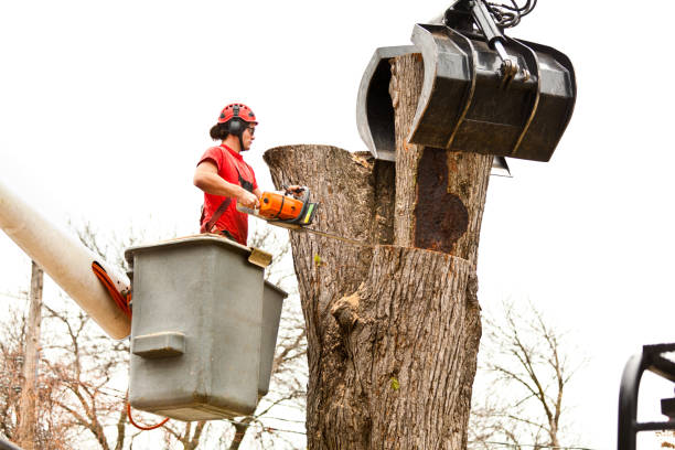 Professional Tree Care in Washington, PA
